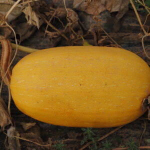 Calabaza - Marranera - Espagueti - Calabacín