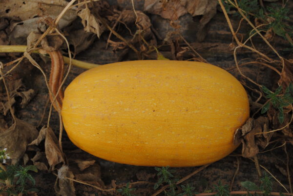 Calabaza - Marranera - Espagueti - Calabacín