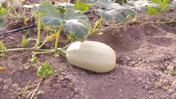 Calabaza - Marranera - Espagueti - Calabacín