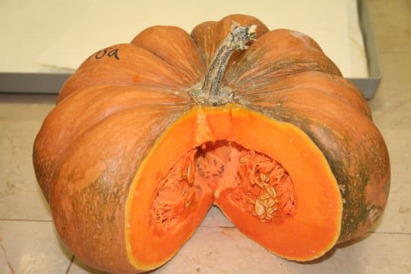 Calabaza - Lobulada - Agrodiverso