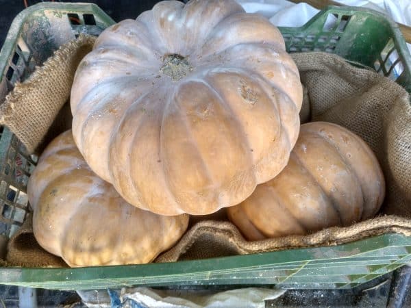 Calabaza - Lobulada - Agrodiverso