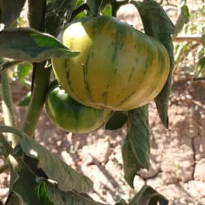 Tomate de Ensalada - Algezares - Agrodiverso