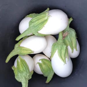 Berenjena - Blanca - Agrodiverso
