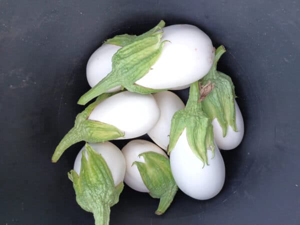 Berenjena - Blanca - Agrodiverso