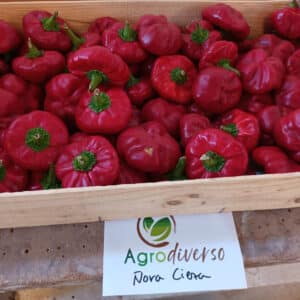 Pimiento - Ñora - Agrodiverso