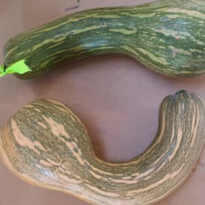 Calabaza - Guinea - Agrodiverso