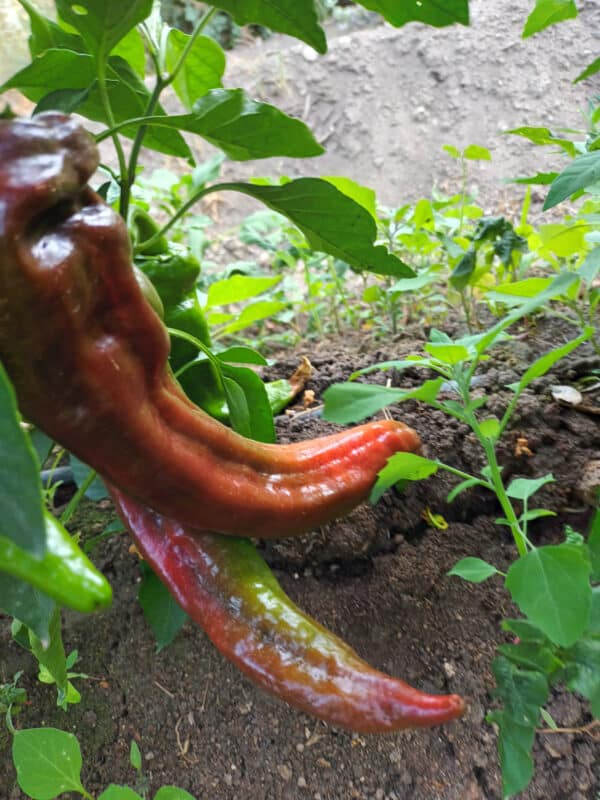 Pimiento - Choricero - Agrodiverso