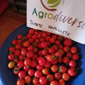 Tomate Cherry - Ramillete - Agrodiverso