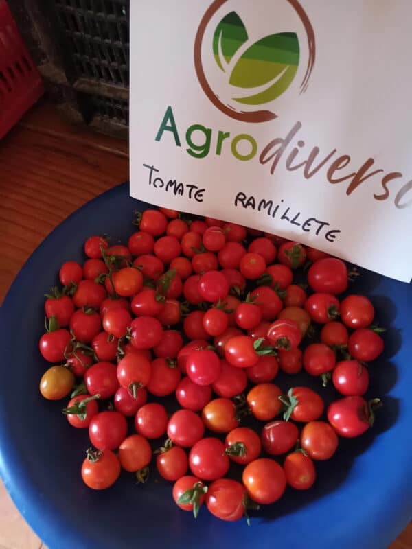 Tomate Cherry - Ramillete - Agrodiverso
