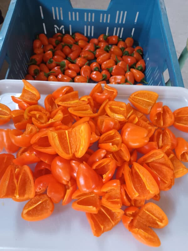 Pimiento - Naranja - Hamik - Agrodiverso