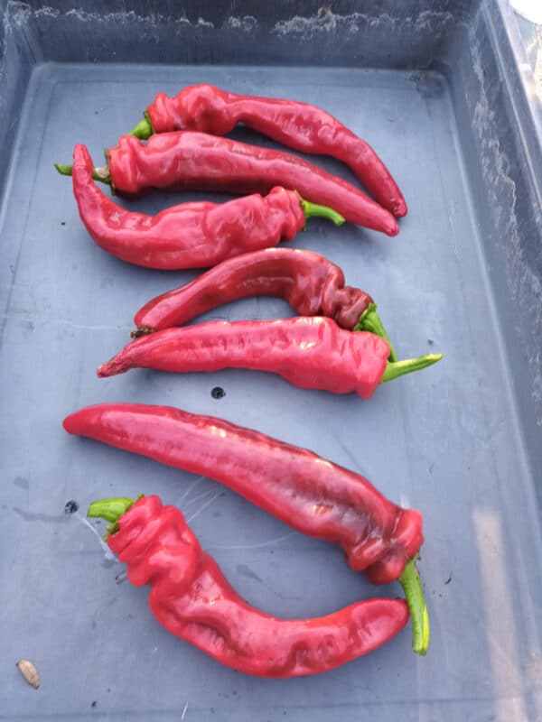 Pimiento - Choricero - Agrodiverso