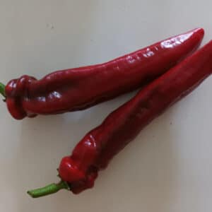 Pimiento - Choricero - Agrodiverso