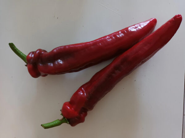 Pimiento - Choricero - Agrodiverso