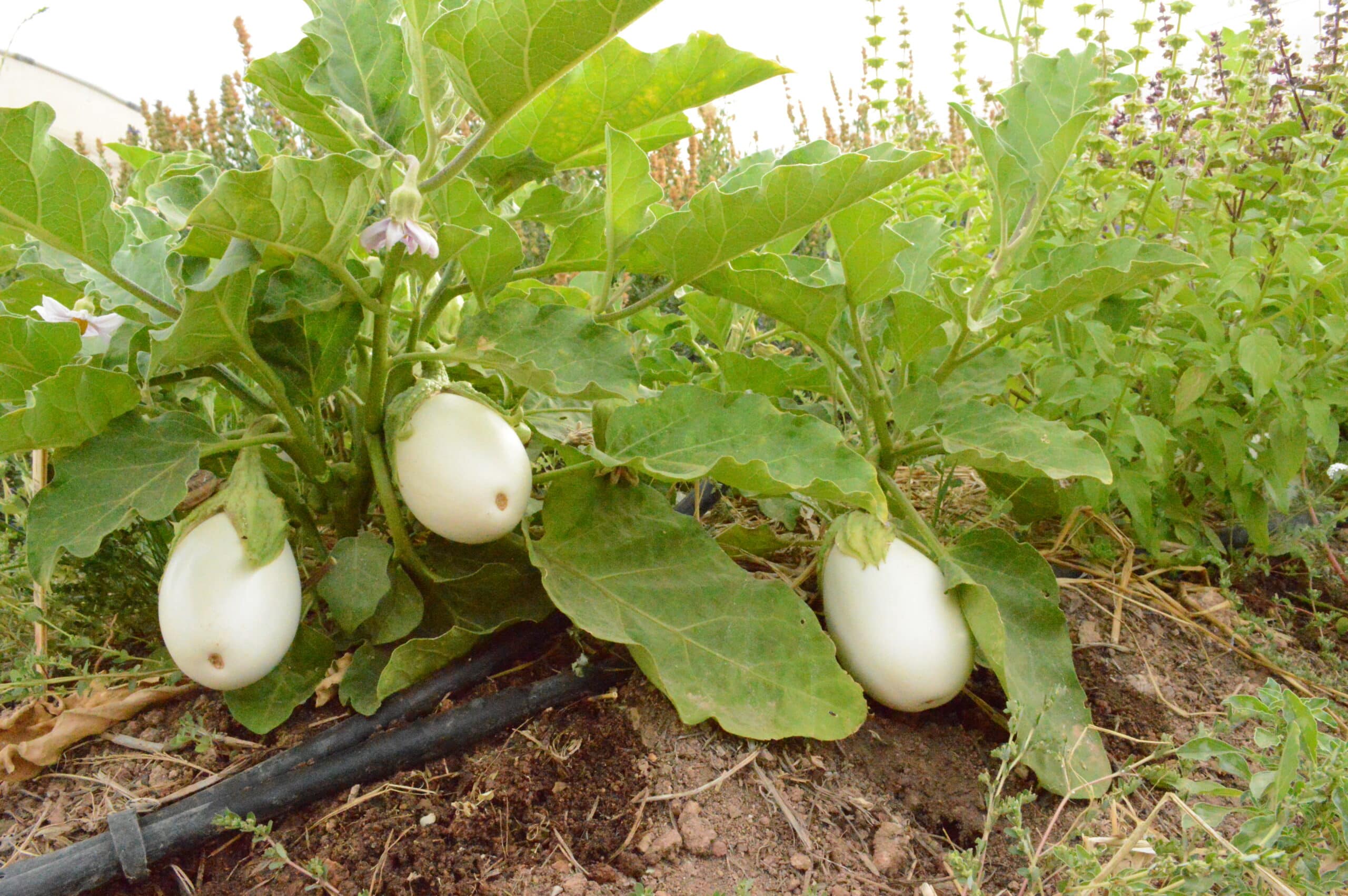 Berenjena - Blanca - Agrodiverso Berenjena - Blanca - Agrodiverso