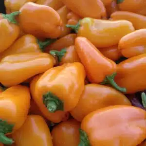 Pimiento - Naranja - Hamik - Agrodiverso