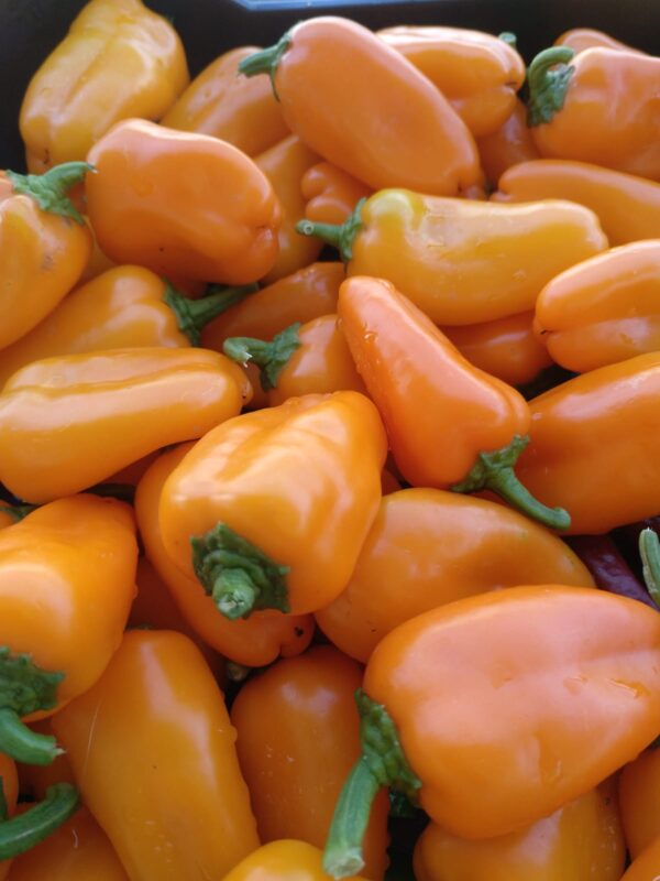 Pimiento - Naranja - Hamik - Agrodiverso