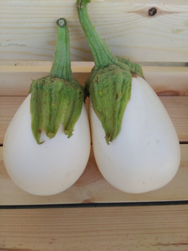 Berenjena - Blanca - Agrodiverso