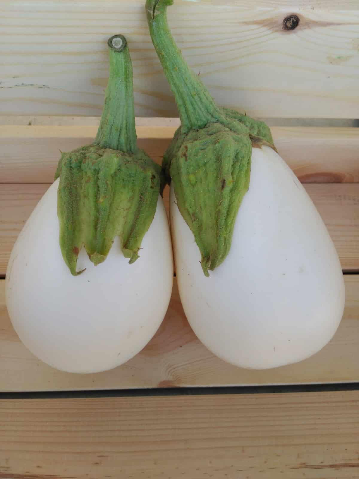 Berenjena - Blanca - Agrodiverso Berenjena - Blanca - Agrodiverso