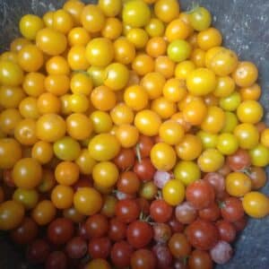 Tomate Cherry - Bolica Amarilla - Agrodiverso