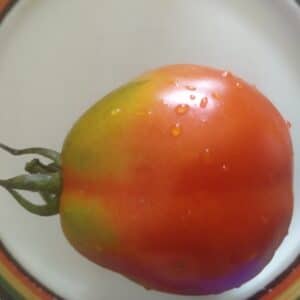 Tomate de Ensalada - Pera de la Huerta - Agrodiverso
