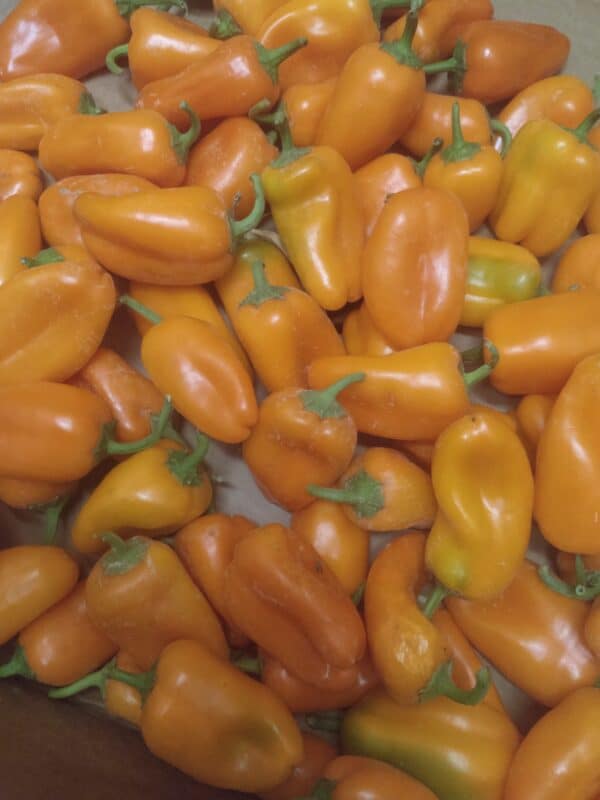Pimiento - Naranja - Hamik - Agrodiverso