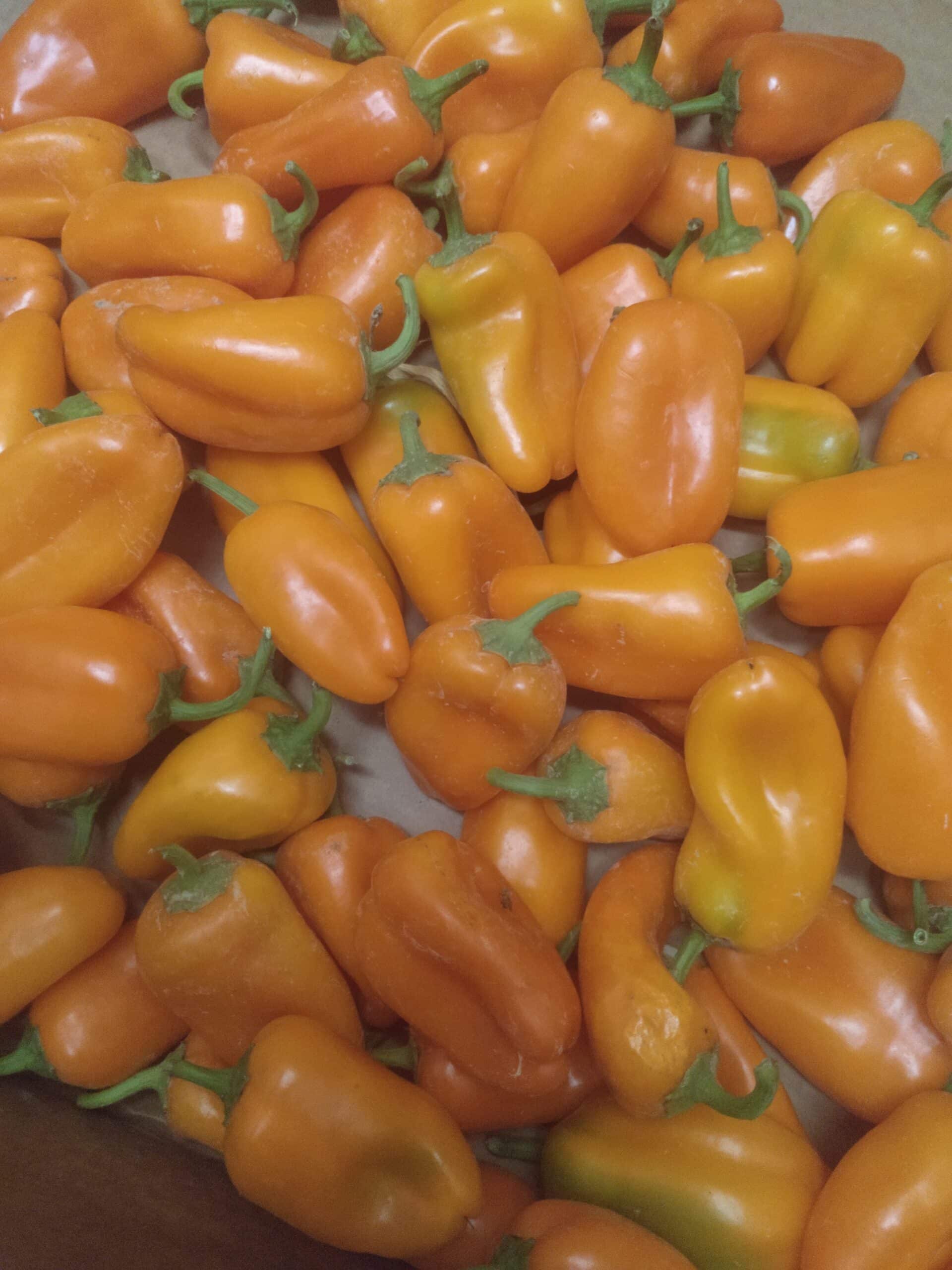 Pimiento - Naranja - Hamik - Agrodiverso Pimiento - Naranja - Hamik - Agrodiverso
