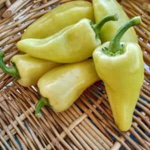 Pimiento - Blanco de Aliño - Agrodiverso