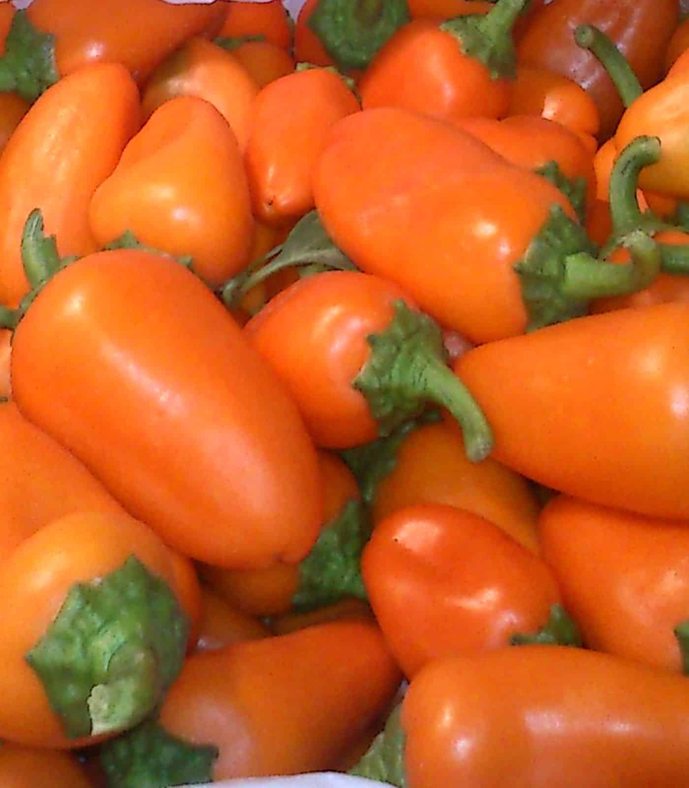 Pimiento - Naranja - Hamik - Agrodiverso Pimiento - Naranja - Hamik - Agrodiverso