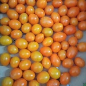 Tomate Cherry - Perita Naranja - Agrodiverso
