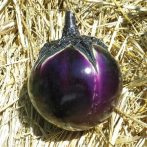 Berenjena - Bola Negra - Agrodiverso