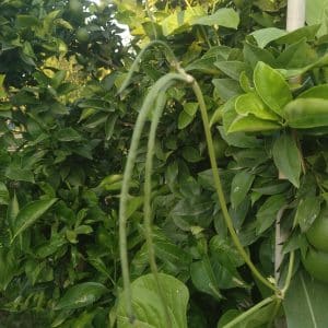 Judias - Culebrera - Agrodiverso